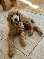 Mazikeen (Mazie), a female Poodle - Standard  for sale in Colorado Springs, CO – 9 of 10