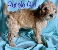 Hanji, a female Goldendoodle for sale in Colorado Springs, CO – 7 of 10