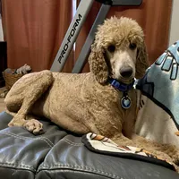 Mazikeen (Mazie), a female Poodle - Standard  for sale in Colorado Springs, CO – 6 of 10