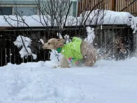 Mazikeen (Mazie), a female Poodle - Standard  for sale in Colorado Springs, CO – 3 of 10