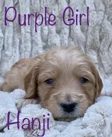 Hanji, a female Goldendoodle for sale in Colorado Springs, CO – 10 of 10
