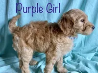 Hanji, a female Goldendoodle for sale in Colorado Springs, CO – 8 of 10
