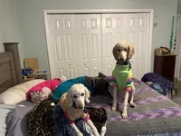 Hanji, a female Goldendoodle for sale in Colorado Springs, CO – 4 of 10