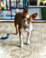 Mary, a female Boston Terrier for sale in Hoquiam, WA – 5 of 8