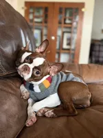 Mary, a female Boston Terrier for sale in Hoquiam, WA – 10 of 10