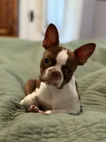 Mary, a female Boston Terrier for sale in Hoquiam, WA – 1 of 8