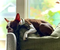 Mary, a female Boston Terrier for sale in Hoquiam, WA – 6 of 8
