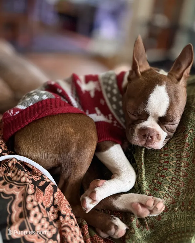 Mary – Boston Terrier puppy for sale in Hoquiam, WA