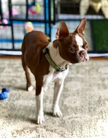 Mary, a female Boston Terrier for sale in Hoquiam, WA – 3 of 8