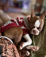 Mary, a female Boston Terrier for sale in Hoquiam, WA – 2 of 8