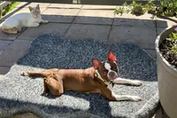 Mary, a female Boston Terrier for sale in Hoquiam, WA – 8 of 8