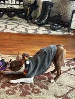 Mary, a female Boston Terrier for sale in Hoquiam, WA – 4 of 8