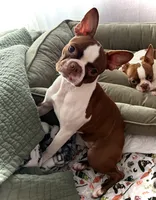 Mary, a female Boston Terrier for sale in Hoquiam, WA – 7 of 8