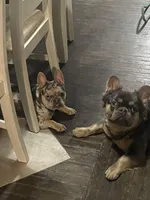 Little Bit, a female French Bulldog for sale in Downingtown, PA – Photo 2 of 3