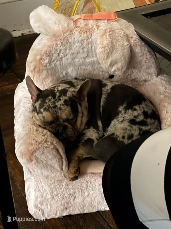 Little Bit – French Bulldog puppy for sale in Downingtown, PA
