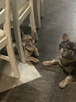 Little Bit, a female French Bulldog for sale in Downingtown, PA – Photo 3 of 3