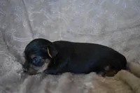 Mason, a male Yorkshire Terrier for sale in Fairfax, MO – 4 of 4