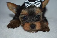 Ella, a female Yorkshire Terrier for sale in Fairfax, MO – Photo 3 of 4