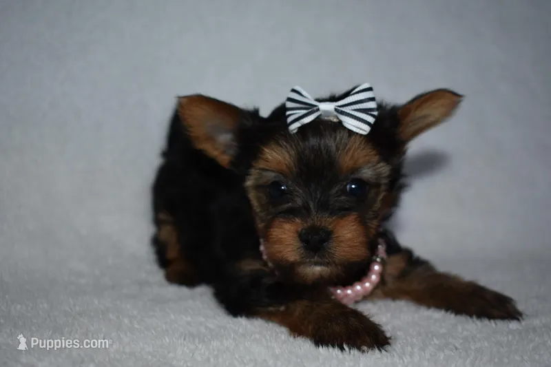 Ella, a female Yorkshire Terrier for sale in Fairfax, MO – Photo 1 of 4