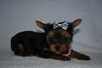 Ella, a female Yorkshire Terrier for sale in Fairfax, MO – Photo 4 of 4
