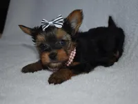 Ella, a female Yorkshire Terrier for sale in Fairfax, MO – Photo 2 of 4