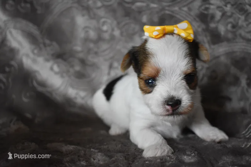 Parti Girl – Yorkshire Terrier puppy for sale in Fairfax, MO