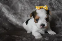 Parti Girl, a female Yorkshire Terrier for sale in Fairfax, MO – 1 of 5