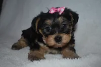 Hillary, a male Havanese and Yorkshire Terrier for sale in Fairfax, MO – 1 of 3