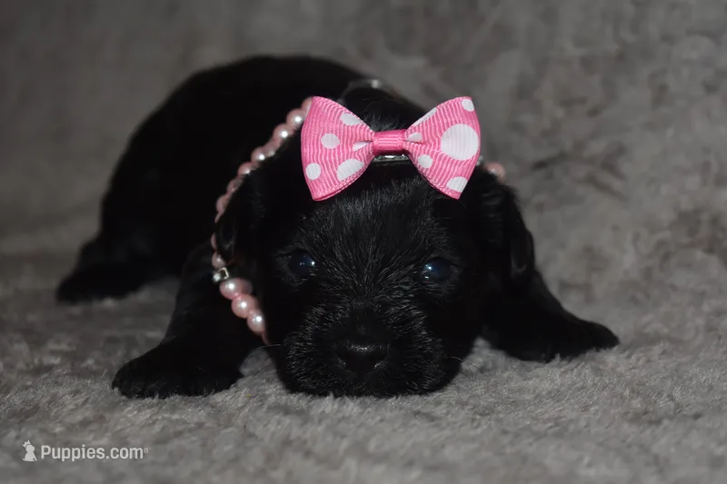 Kessie – Miniature Schnauzer, Yorkshire Terrier puppy for sale in Fairfax, MO