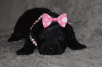 Kessie, a female Miniature Schnauzer and Yorkshire Terrier for sale in Fairfax, MO – 1 of 5