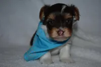 Parti Boy, a male Yorkshire Terrier for sale in Fairfax, MO – Photo 5 of 5