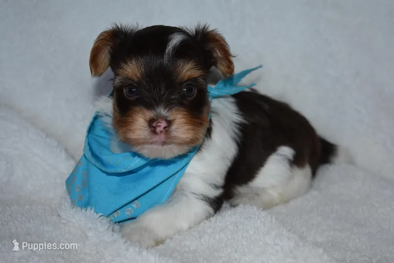Parti Boy, a male Yorkshire Terrier for sale in Fairfax, MO – Photo 1 of 5