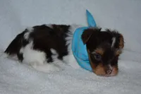 Parti Boy, a male Yorkshire Terrier for sale in Fairfax, MO – Photo 3 of 5