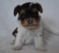 Parti Boy, a male Yorkshire Terrier for sale in Fairfax, MO – Photo 4 of 5