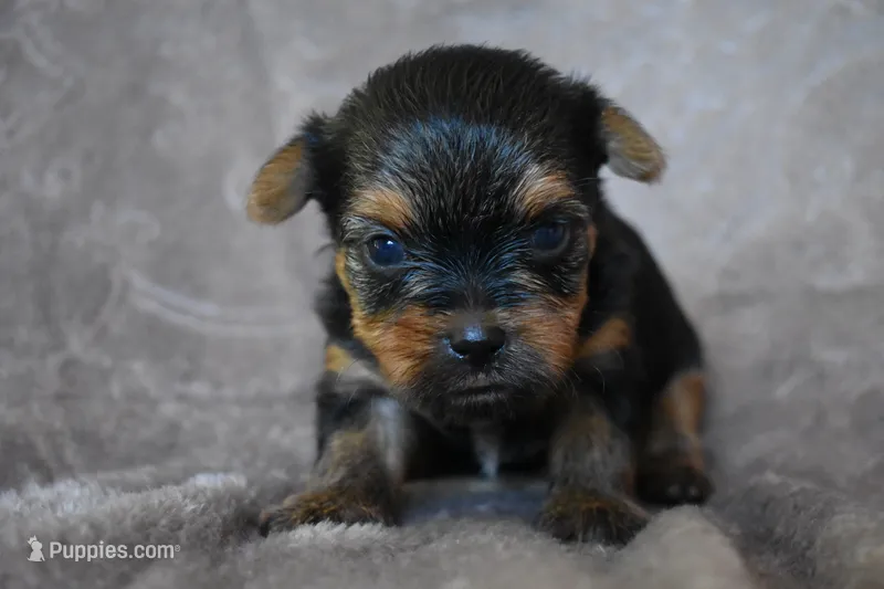 Mavrick – Yorkshire Terrier puppy for sale in Fairfax, MO