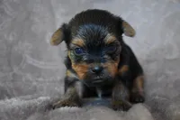 Mavrick, a male Yorkshire Terrier for sale in Fairfax, MO – 1 of 4