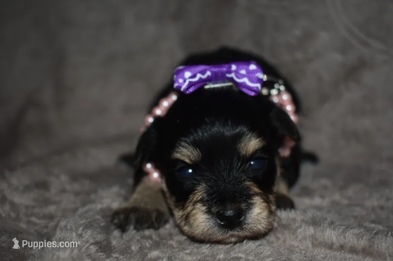 Kandy – Miniature Schnauzer, Yorkshire Terrier puppy for sale in Fairfax, MO