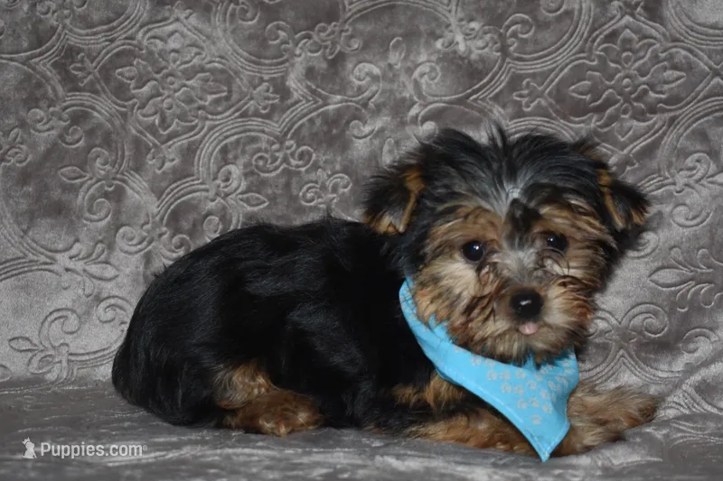 Mooney – Yorkshire Terrier puppy for sale in Fairfax, MO