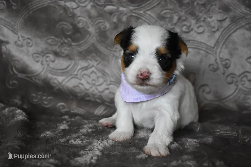 Parti Boy – Yorkshire Terrier puppy for sale in Fairfax, MO