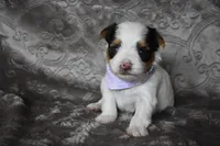 Parti Boy, a male Yorkshire Terrier for sale in Fairfax, MO – 1 of 4