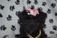 Kessie, a female Miniature Schnauzer and Yorkshire Terrier for sale in Fairfax, MO – Photo 1 of 2