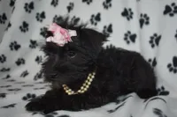 Kessie, a female Miniature Schnauzer and Yorkshire Terrier for sale in Fairfax, MO – Photo 2 of 2