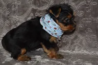 Mickey, a male Yorkshire Terrier for sale in Fairfax, MO – 3 of 4