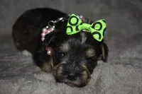 Kelly, a female Miniature Schnauzer and Yorkshire Terrier for sale in Fairfax, MO – 4 of 4
