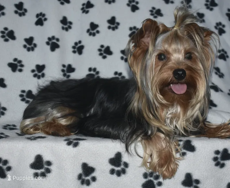 Hank – Yorkshire Terrier puppy for sale in Fairfax, MO