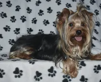 Hank, a male Yorkshire Terrier for sale in Fairfax, MO – 1 of 1