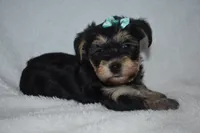 Hannah, a male Havanese and Yorkshire Terrier for sale in Fairfax, MO – 2 of 4
