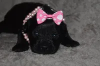 Kessie, a female Miniature Schnauzer and Yorkshire Terrier for sale in Fairfax, MO – 5 of 5
