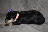 Kandy, a female Miniature Schnauzer and Yorkshire Terrier for sale in Fairfax, MO – 3 of 4