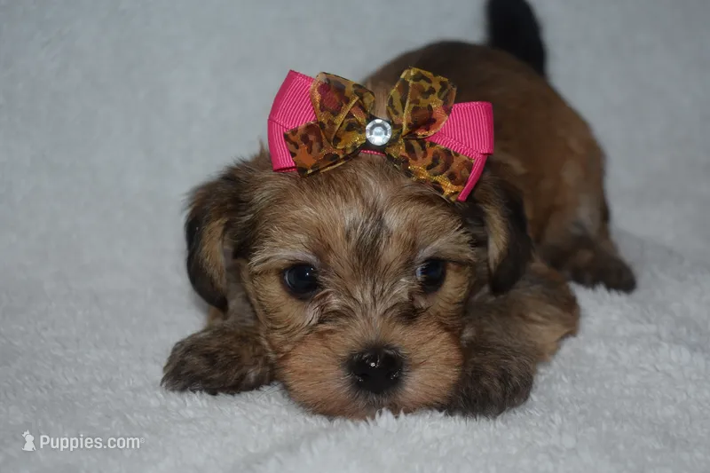 Harper – Havanese, Yorkshire Terrier puppy for sale in Fairfax, MO